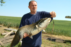1295-kg-harcsa