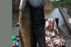 2740kg-harcsa