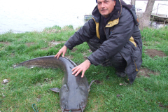 32-kg-os-harcsa