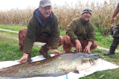 50-kg-harcsa-01