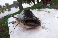 50-kg-harcsa-portre