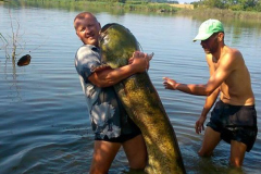 52kg-os-harcsa-20140802