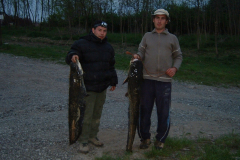 Egy-9-kg-os-es-egy-13-kg-os-harcsa-04.16-an