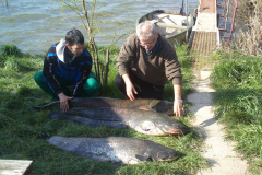 Harcsak_20140322
