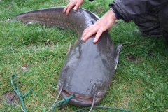 Nem-tunik-nagynak-pedig-32-kg-os