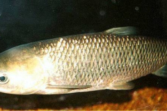 amur3