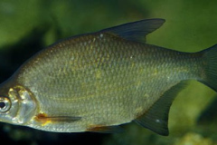 keszeg1