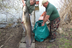 Harcsa-34-kg