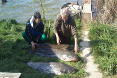 Harcsak_20140322_0